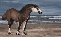 Equilion Adopt (closed)