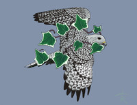 Gyrfalcon and ivy