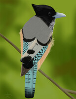 Lanceolated jay