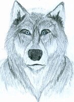 Gray wolf sketch (in color)