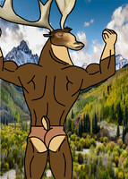 Ian the big buff mule deer !