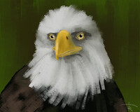 Bald eagle speedpaint