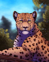 Advent Calendar Day 9 - Leopards