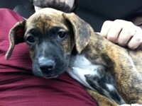 Puppy!