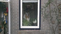doggy in the window