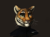 ytiger2411