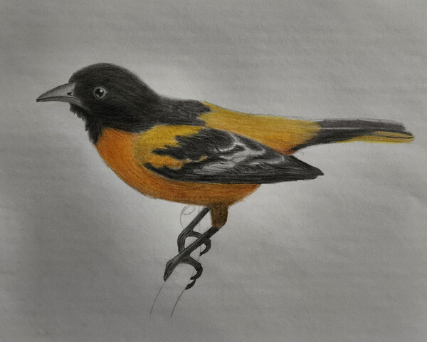 Stock Art Drawing of a Baltimore Oriole