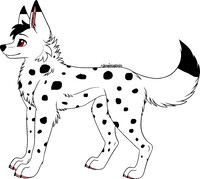 Dipper Dalmatian on all fours