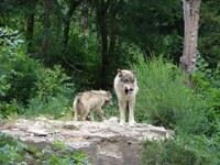 Two Wolves on a Rock