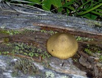 Into the Marmot Mountains 9