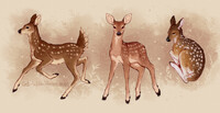 Deers study