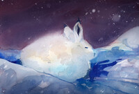 Rabbit 1