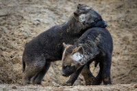 Playful hyena cubs