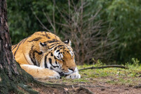 Tiger Nap