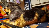 Plushie Collection [1]: 32" Douglas German Shepherd