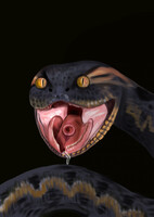 Snake's mawshot ver.3