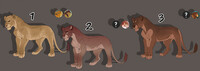 Lion Adopt Canon Kids