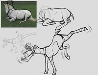 Centaur anatomy 3