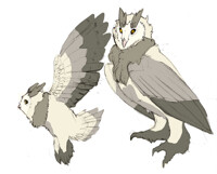Finder's owl