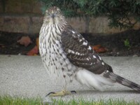 Hawk