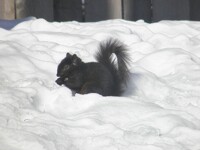 Black squirrel