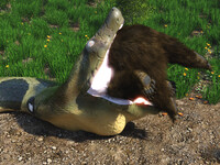 Anaconda and bear 4/10