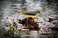 Grey Wagtail