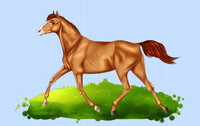 A graceful stallion
