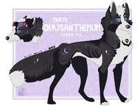 Chrysanthemum [Com]