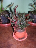 burning like a flower