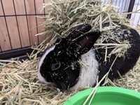 mocha, covered in hay