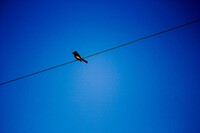 Minimalistic Avian Species (24/365)