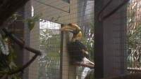 Toucan Sam