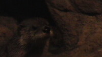 Otter faces 