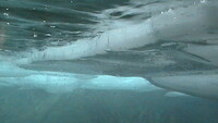 Under the ice
