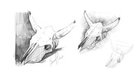Skull Study Part 2