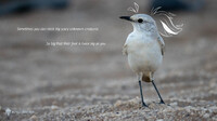 Bird from dunes #4