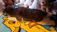 Plushie Collection [125]: 45" Plow & Hearth Husky
