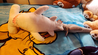 Plushie Collection [130]: 22" Adventure Planet Hammerhead