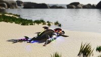Shark on the beach