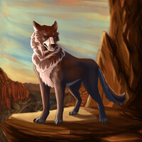 Сoyote