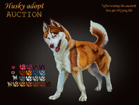 Husky adopt