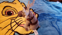 Plushie Collection [141]: 6" Disney Sven the Reindeer