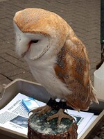Barn Owl