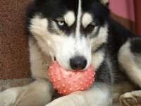 King and his other toy