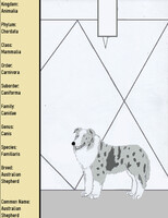 Breed - Dog - Australian Shepherd