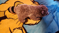 Plushie Collection [182]: 10" Douglas Raccoon (Ringo)