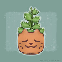 Hoya Kerri Heart Plant