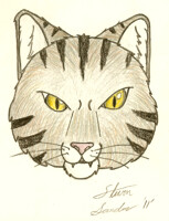 Work Drawing: Cat