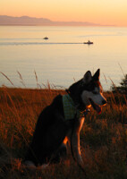 Turbo at Sunset